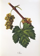Ampelography, grape variety, oenology, viticulture, grape, grapevine, Bia grape, digitally enhanced