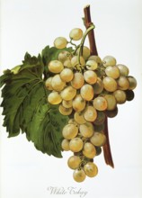 Ampelography, grape variety, oenology, viticulture, grape, grapevine, White Tokay grape, digitally