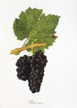 Ampelography, grape variety, oenology, viticulture, grape, grapevine, Petit Noir grape, digitally