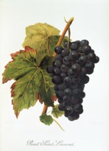 Ampelography, grape variety, oenology, viticulture, grape, grapevine, Pinot Saint Laurent grape,