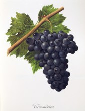 Ampelography, grape variety, oenology, viticulture, grape, grapevine, Trincadeira grape, digitally