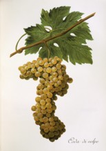 Ampelography, grape variety, oenology, viticulture, grape, grapevine, Coda di Volpe grape,