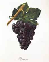 Ampelography, grape variety, oenology, viticulture, grape, grapevine, Arrouya grape, digitally