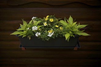 Flower box with flowers, fried egg flower (Limnanthes douglasii), garden, Stuttgart,