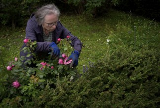 Elderly woman cutting pink roses with rose scissors, gardening, garden maintenance, garden,