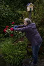 Elderly woman cutting red roses (pink) with rose scissors, gardening, garden maintenance, bird