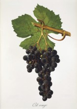 Ampelography, grape variety, oenology, viticulture, grape, grapevine, Cot Rouge grape, digitally
