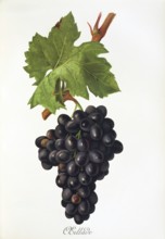 Ampelography, grape variety, oenology, viticulture, grape, grapevine, Oeillade grape, digitally