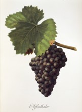 Ampelography, grape variety, oenology, viticulture, grape, grapevine, Affenthaler grape, digitally