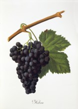 Ampelography, grape variety, oenology, viticulture, grape, grapevine, Hibou grape, digitally
