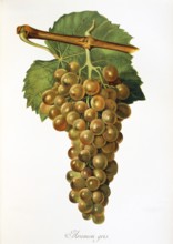 Ampelography, grape variety, oenology, viticulture, grape, grapevine, Aramon Gris grape, old white