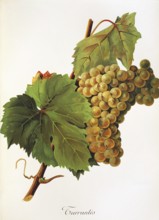 Ampelography, grape variety, oenology, viticulture, grape, grapevine, Turruntes grape, digitally
