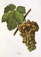 Ampelography, grape variety, oenology, viticulture, grape, grapevine, Viura grape, digitally