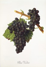Ampelography, grape variety, oenology, viticulture, grape, grapevine, Petit Verdot grape, a very