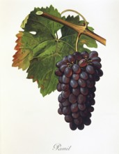 Ampelography, grape variety, oenology, viticulture, grape, grapevine, Pamit grape, a red wine