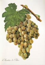 Ampelography, grape variety, oenology, viticulture, grape, grapevine, Mantuo de Pilas grape, white