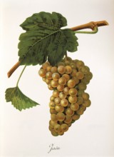 Ampelography, grape variety, oenology, viticulture, grape, grapevine, Jaen grape, digitally
