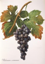 Ampelography, grape variety, oenology, viticulture, grape, grapevine, Palomino Commun grape,