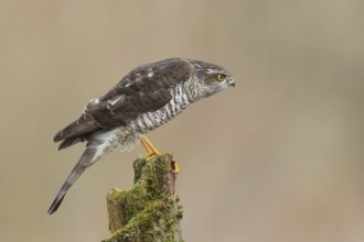 Sparrowhawk (Accipiter nisus), female sitting on a tree trunk, wildlife, nature photography, bird