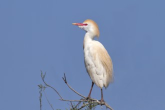 Cattle egret (Bubulcus ibis, Ardeola ibis), standing on a branch, wildlife, nature photography,