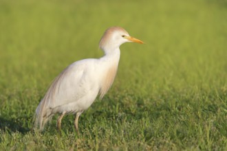 Cattle egret (Bubulcus ibis, Ardeola ibis), standing in meadow, wildlife, nature photography,