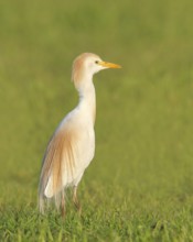 Cattle egret (Bubulcus ibis, Ardeola ibis), standing in meadow, wildlife, nature photography,