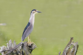 Night heron (Nycticorax nycticorax), sitting on a root, wildlife, nature photography, heron,