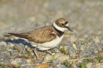 Little Ringed Plover (Charadrius dubius), female standing at the clutch of three eggs, wildlife,