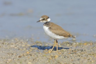 Little Ringed Plover, Little Ringed Plover, (Charadrius dubius), young bird standing on the beach,