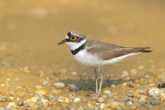 Little Ringed Plover (Charadrius dubius), standing on sandy ground, wildlife, nature photography,