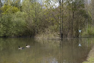 Newly created lake, two Canada geese on the water, Ostholz nature reserve, Wickede, Dortmund, Ruhr