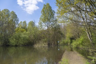 Newly created lake, flooded path, Ostholz nature reserve, Wickede, Dortmund, Ruhr area, Westphalia,