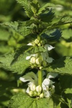 Lamium album (Lamium album), flowers, North Rhine-Westphalia, Germany