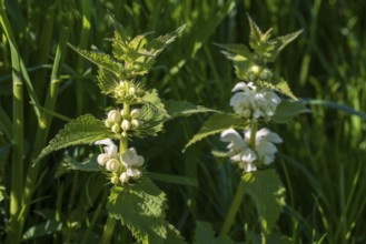 Two white deadnettles (Lamium album), flowers, North Rhine-Westphalia, Germany