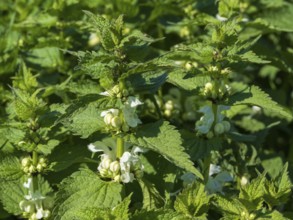 Lamium album (Lamium album), flowers, North Rhine-Westphalia, Germany