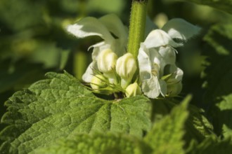 Lamium album (Lamium album), flowers, macro, North Rhine-Westphalia, Germany