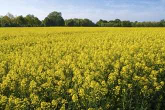 Field with oilseed rape (Brassica napus), North Rhine-Westphalia, Germany
