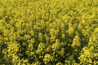 Field with flowering oilseed rape (Brassica napus), North Rhine-Westphalia, Germany