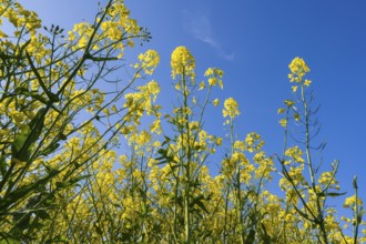 Flowering rape (Brassica napus) against a blue sky, North Rhine-Westphalia, Germany
