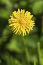 Goose thistle (Sonchus tenerrimus) Yellow flower, macro, North Rhine-Westphalia, Germany