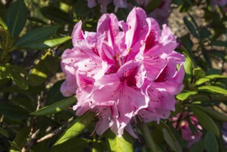 Pink flowers of the rhododendron, close-up, North Rhine-Westphalia, Germany