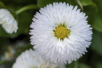 Daisy (Bellis perennis), white flower, macro, North Rhine-Westphalia, Germany