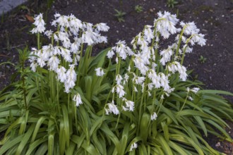 Spanish bluebell (Hyacinthoides hispanica white), North Rhine-Westphalia, Germany