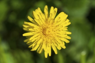 Goose thistle (Sonchus tenerrimus) Yellow flower, macro, North Rhine-Westphalia, Germany