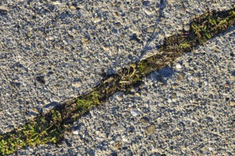 Section of a concreted surface, with a grass-covered joint in between