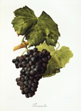 Ampelography, grape variety, oenology, viticulture, grape, grapevine, Grenache, also called