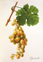 Ampelography, grape variety, oenology, viticulture, grape, grapevine, Djendalli grape, white wine