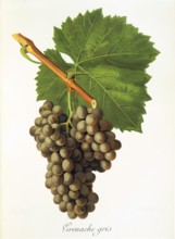 Ampelography, grape variety, oenology, viticulture, grape, grapevine, Grenache Gris grape,