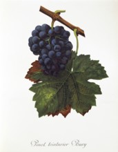 Ampelography, grape variety, oenology, viticulture, grape, grapevine, Pinot Teinturier Bury grape,
