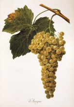 Ampelography, grape variety, oenology, viticulture, grape, grapevine, Amigne is a white wine